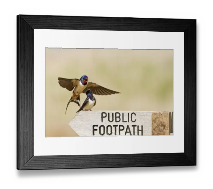 Framed Print : Barn Swallow (Hirundo rustica) adult pair, in flight and perched on Public Footpath sign during courtship