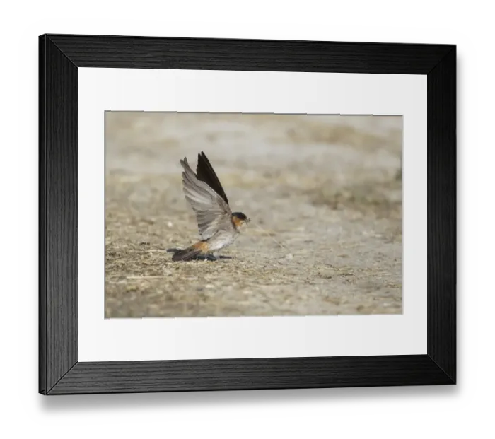 Framed Print : Cliff Swallow (Hirundo pyrrhonota) adult, collecting nesting material in beak, Rockport, Texas, U. S. A. april