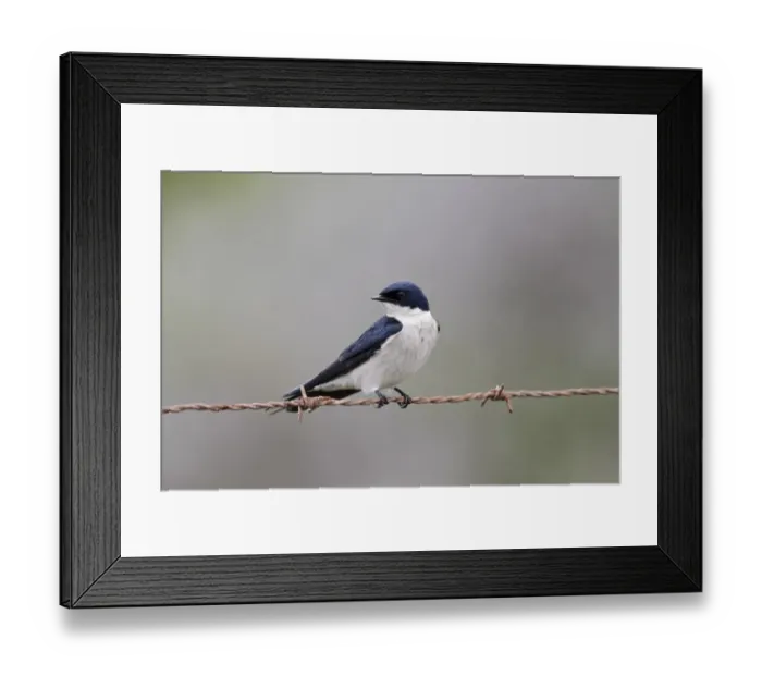 Framed Print : Pearl-breasted Swallow (Hirundo dimidiata) adult, perched on barbed wire, Western Cape, South Africa, September Framed Print : Pearl-breasted Swallow (Hirundo dimidiata) adult, perched on barbed wire, Western Cape, South Africa, September