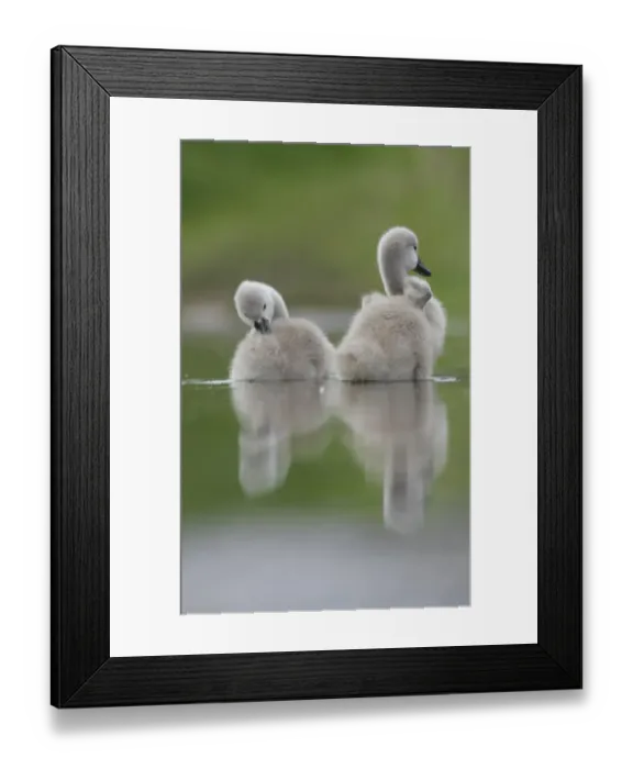 Framed Print : Mute Swan (Cygnus olor) two cygnets, preening, reflected in floodwater pool, West Yorkshire, England, june Framed Print : Mute Swan (Cygnus olor) two cygnets, preening, reflected in floodwater pool, West Yorkshire, England, june