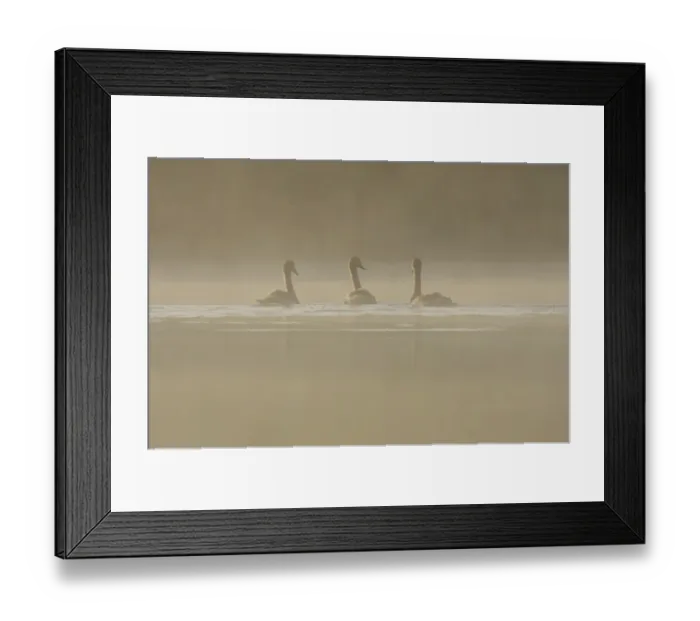 Framed Print : Mute Swan (Cygnus olor) three immatures, swimming on misty lake at dawn, West Yorkshire, England, august