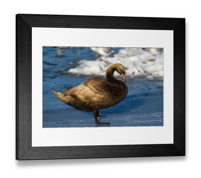 Framed Print : Mute Swan (Cygnus olor) adult, with badly oiled plumage, standing on ice, Merseyside, England, december