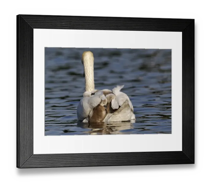 Framed Print : Mute Swan (Cygnus olor) adult female, carrying cygnets on back, swimming, Bushy Park, Richmond upon Thames, London Framed Print : Mute Swan (Cygnus olor) adult female, carrying cygnets on back, swimming, Bushy Park, Richmond upon Thames, London