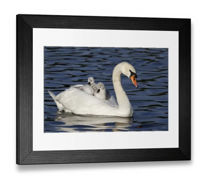 Framed Print : Mute Swan (Cygnus olor) adult female, carrying cygnets on back, swimming, Bushy Park, Richmond upon Thames, London Framed Print : Mute Swan (Cygnus olor) adult female, carrying cygnets on back, swimming, Bushy Park, Richmond upon Thames, London