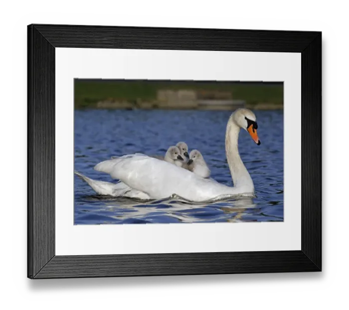 Framed Print : Mute Swan (Cygnus olor) adult female, carrying cygnets on back, swimming, Bushy Park, Richmond upon Thames, London Framed Print : Mute Swan (Cygnus olor) adult female, carrying cygnets on back, swimming, Bushy Park, Richmond upon Thames, London