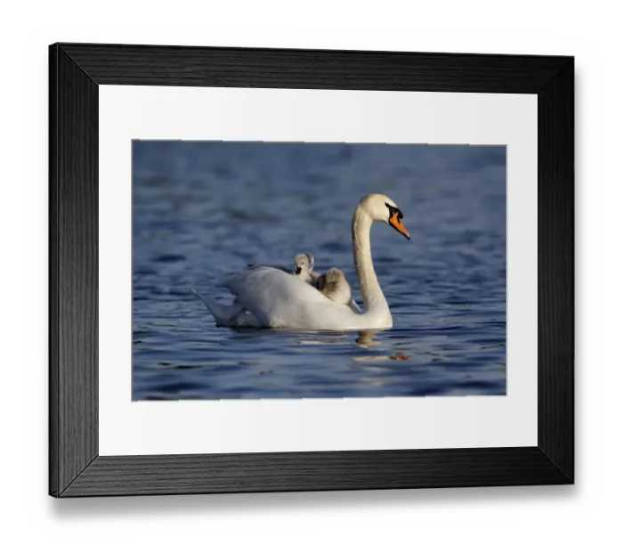 Framed Print : Mute Swan (Cygnus olor) adult female, carrying cygnets on back, swimming, Bushy Park, Richmond upon Thames, London Framed Print : Mute Swan (Cygnus olor) adult female, carrying cygnets on back, swimming, Bushy Park, Richmond upon Thames, London