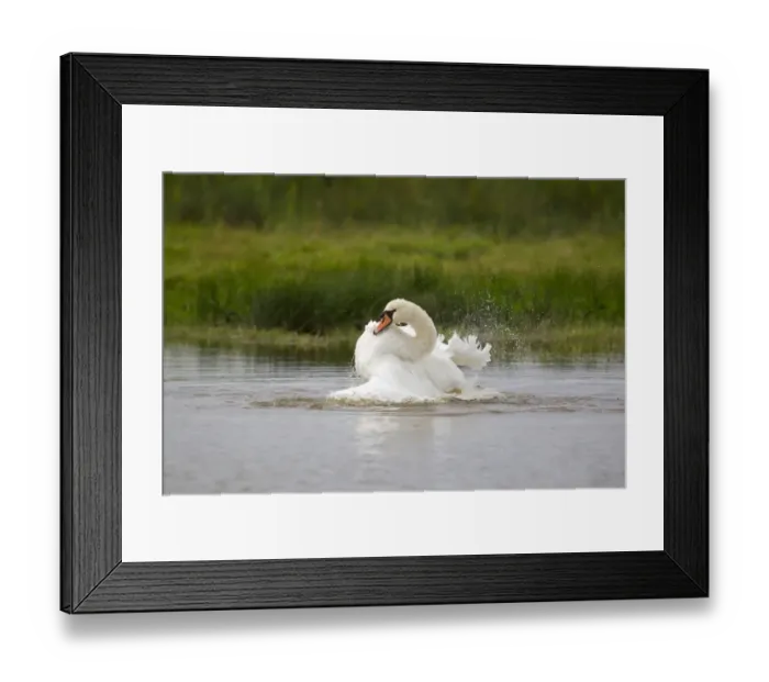 Framed Print : Mute Swan (Cygnus olor) adult, bathing, splashing water, Suffolk, England, September Framed Print : Mute Swan (Cygnus olor) adult, bathing, splashing water, Suffolk, England, September