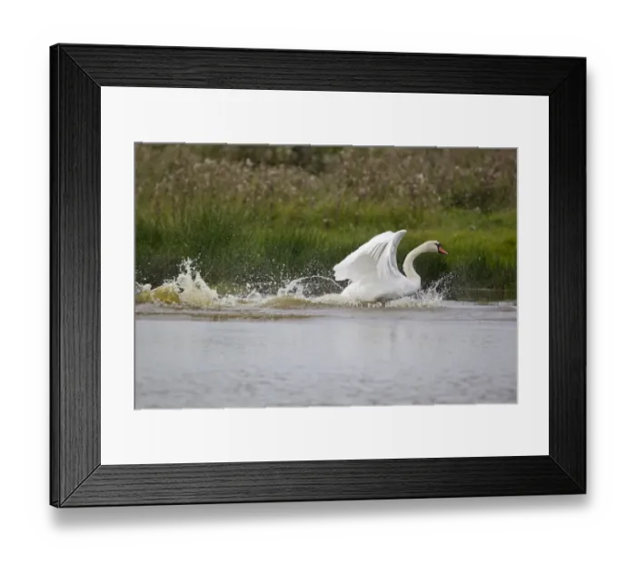 Framed Print : Mute Swan (Cygnus olor) adult, flapping wings and running across water during bathing session, Suffolk, England Framed Print : Mute Swan (Cygnus olor) adult, flapping wings and running across water during bathing session, Suffolk, England