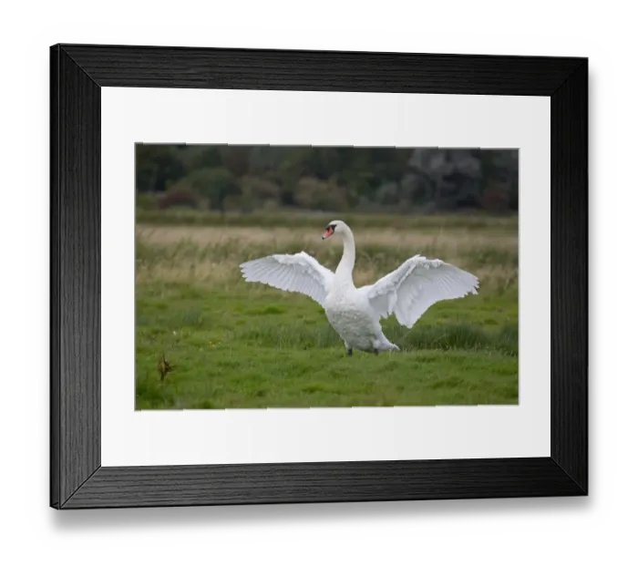 Framed Print : Mute Swan (Cygnus olor) adult, flapping wings, standing on grazing marsh, Suffolk, England, September Framed Print : Mute Swan (Cygnus olor) adult, flapping wings, standing on grazing marsh, Suffolk, England, September