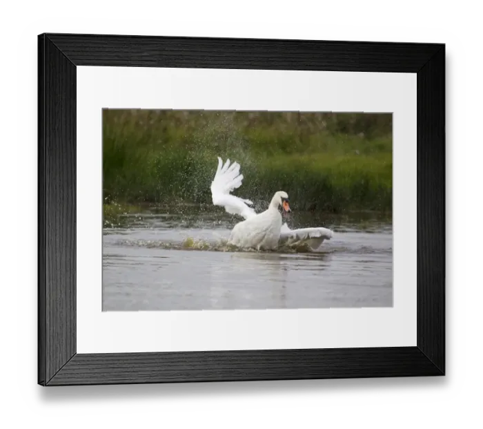 Framed Print : Mute Swan (Cygnus olor) adult, bathing, splashing water, Suffolk, England, September Framed Print : Mute Swan (Cygnus olor) adult, bathing, splashing water, Suffolk, England, September
