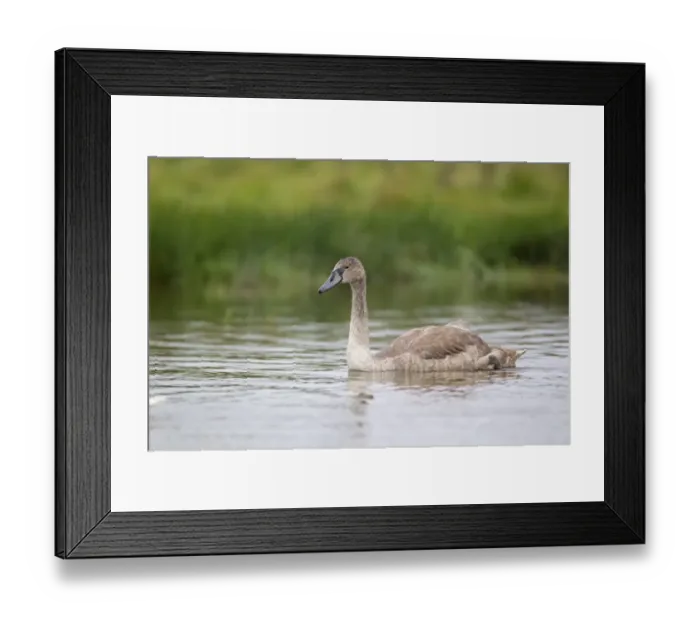 Framed Print : Mute Swan (Cygnus olor) juvenile, swimming in pond, Suffolk, England, September Framed Print : Mute Swan (Cygnus olor) juvenile, swimming in pond, Suffolk, England, September