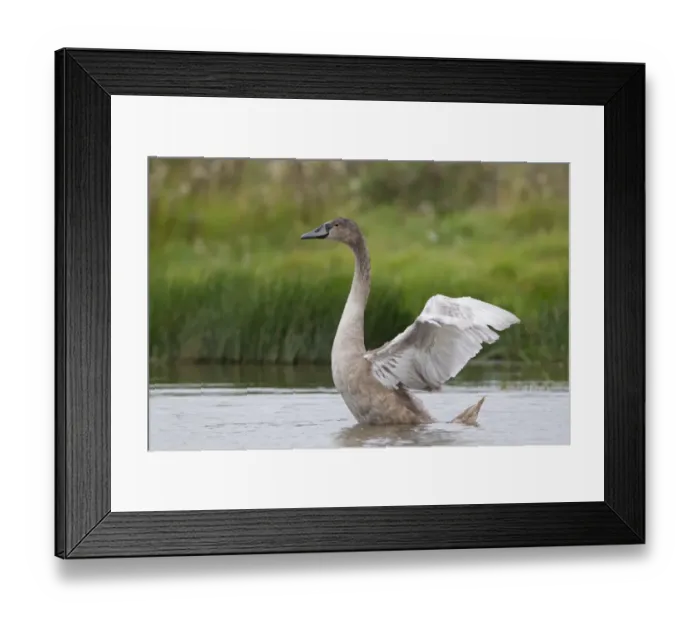 Framed Print : Mute Swan (Cygnus olor) juvenile, flapping wings, standing in shallow pond, Suffolk, England, September Framed Print : Mute Swan (Cygnus olor) juvenile, flapping wings, standing in shallow pond, Suffolk, England, September