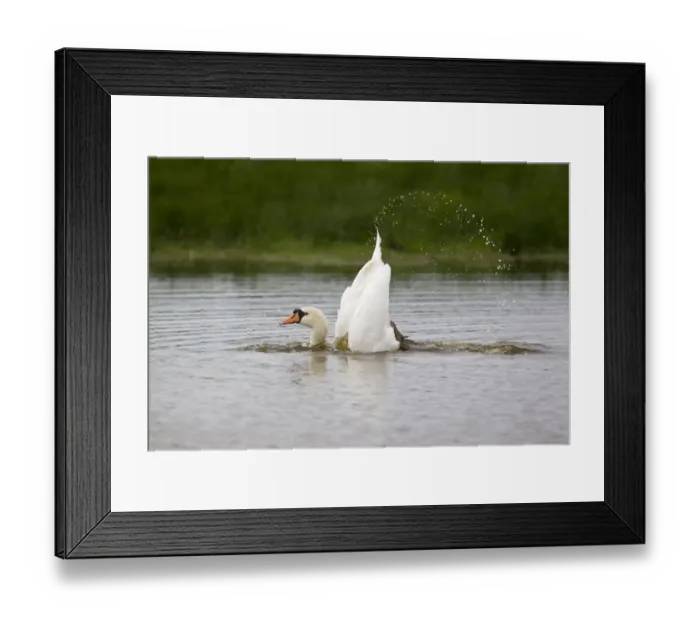 Framed Print : Mute Swan (Cygnus olor) adult, bathing, splashing water, Suffolk, England, September Framed Print : Mute Swan (Cygnus olor) adult, bathing, splashing water, Suffolk, England, September