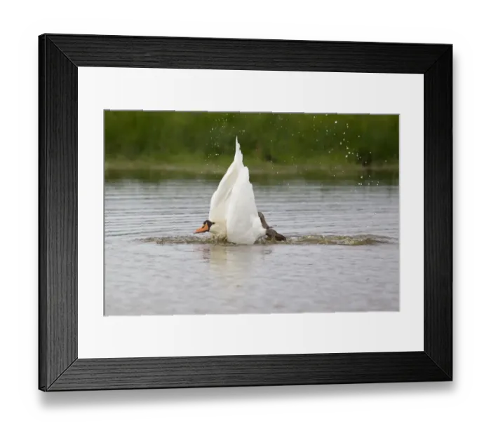 Framed Print : Mute Swan (Cygnus olor) adult, bathing, splashing water, Suffolk, England, September