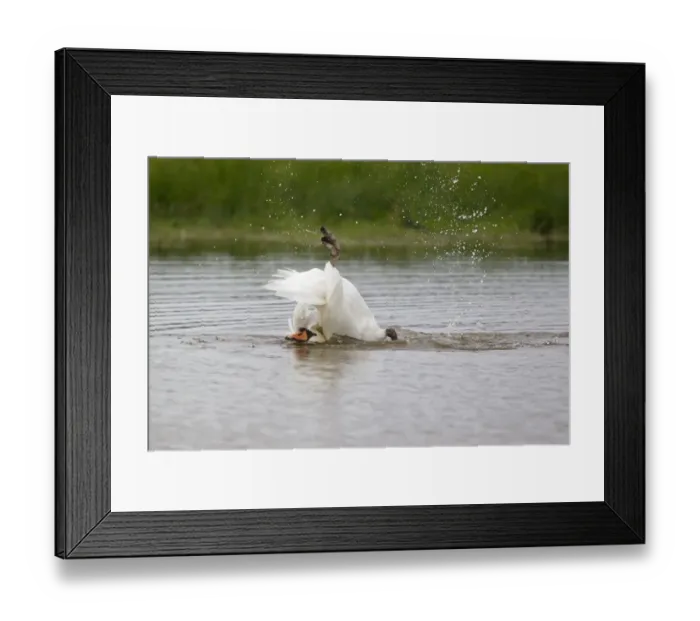 Framed Print : Mute Swan (Cygnus olor) adult, bathing, splashing water, Suffolk, England, September Framed Print : Mute Swan (Cygnus olor) adult, bathing, splashing water, Suffolk, England, September