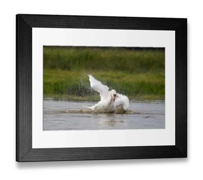 Framed Print : Mute Swan (Cygnus olor) adult, bathing, splashing water, Suffolk, England, September Framed Print : Mute Swan (Cygnus olor) adult, bathing, splashing water, Suffolk, England, September