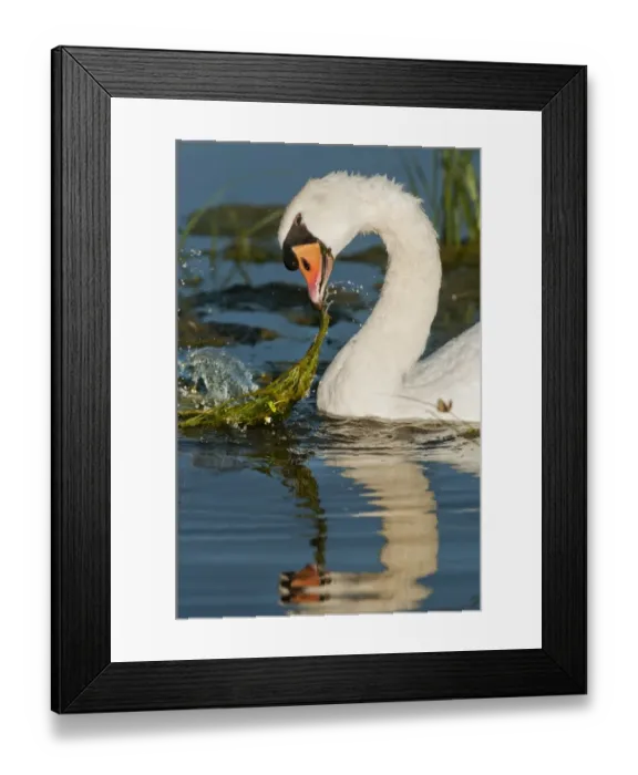 Framed Print : Mute Swan (Cygnus olor) adult, feeding, tugging at vegetation in flooded ditch, Elmley Marshes National Nature Reserve Framed Print : Mute Swan (Cygnus olor) adult, feeding, tugging at vegetation in flooded ditch, Elmley Marshes National Nature Reserve