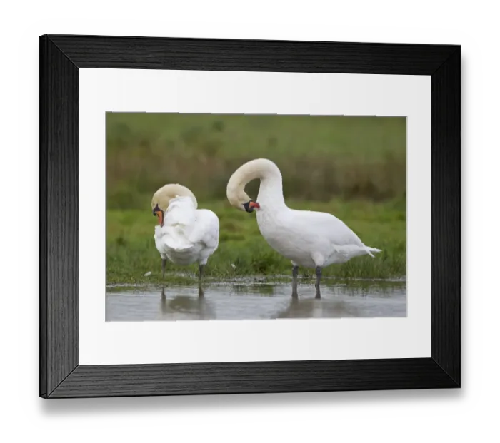 Framed Print : Mute Swan (Cygnus olor) adult pair, preening, standing at edge of pond, Suffolk, England, November Framed Print : Mute Swan (Cygnus olor) adult pair, preening, standing at edge of pond, Suffolk, England, November