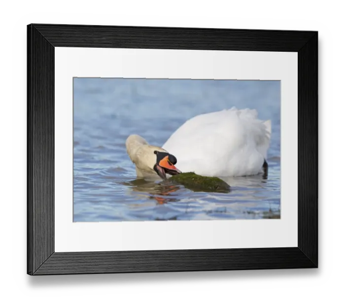 Framed Print : Mute Swan (Cygnus olor) adult male, swimming, feeding on moss on partly submerged rock, Suffolk, England, November Framed Print : Mute Swan (Cygnus olor) adult male, swimming, feeding on moss on partly submerged rock, Suffolk, England, November