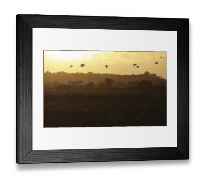 Framed Print : Whooper Swan (Cygnus cygnus) flock, in flight over marshland habitat at sunset, Martin Mere W. W. T Framed Print : Whooper Swan (Cygnus cygnus) flock, in flight over marshland habitat at sunset, Martin Mere W. W. T