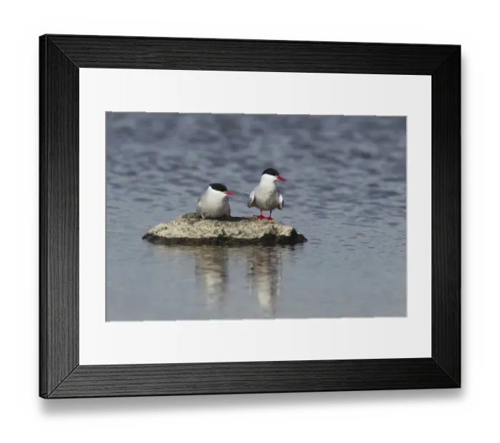 Framed Print : Arctic Tern (Sterna paradisea) adult pair, standing on rock in water, Shetland Islands, Scotland, June Framed Print : Arctic Tern (Sterna paradisea) adult pair, standing on rock in water, Shetland Islands, Scotland, June