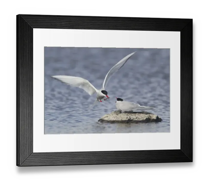 Framed Print : Arctic Tern (Sterna paradisea) adult pair, courtship feeding, male giving stickleback to female in food pass Framed Print : Arctic Tern (Sterna paradisea) adult pair, courtship feeding, male giving stickleback to female in food pass