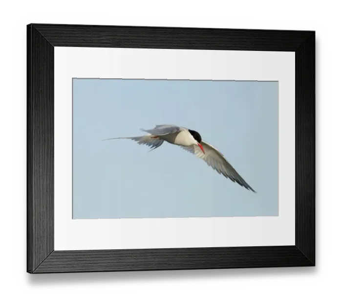 Framed Print : Arctic Tern (Sterna paradisea) adult, in flight, hovering, Iceland, June Framed Print : Arctic Tern (Sterna paradisea) adult, in flight, hovering, Iceland, June