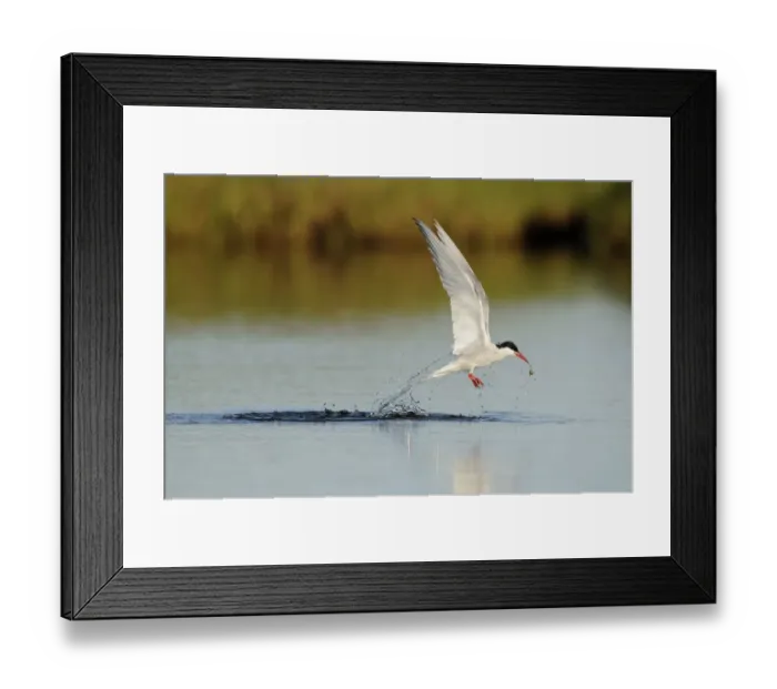 Framed Print : Arctic Tern (Sterna paradisea) adult, in flight, emerging from water with food, Iceland, June Framed Print : Arctic Tern (Sterna paradisea) adult, in flight, emerging from water with food, Iceland, June