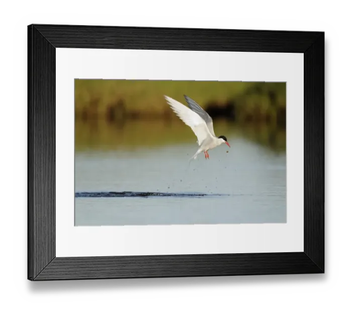 Framed Print : Arctic Tern (Sterna paradisea) adult, in flight, emerging from water with food, Iceland, June