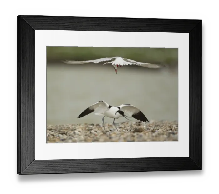 Framed Print : Arctic Tern (Sterna paradisea) adult, in flight, attacking Eurasian Avocet (Recurvirostra avosetta) adult Framed Print : Arctic Tern (Sterna paradisea) adult, in flight, attacking Eurasian Avocet (Recurvirostra avosetta) adult
