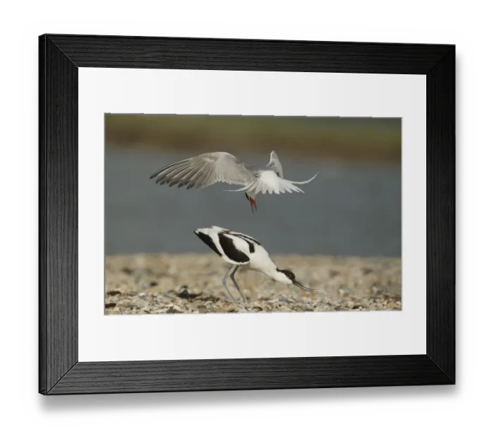 Framed Print : Arctic Tern (Sterna paradisea) adult, in flight, attacking Eurasian Avocet (Recurvirostra avosetta) adult Framed Print : Arctic Tern (Sterna paradisea) adult, in flight, attacking Eurasian Avocet (Recurvirostra avosetta) adult
