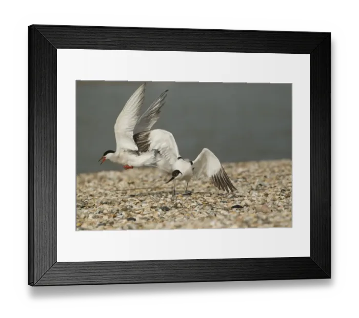 Framed Print : Arctic Tern (Sterna paradisea) adult, in flight, attacking Eurasian Avocet (Recurvirostra avosetta) adult Framed Print : Arctic Tern (Sterna paradisea) adult, in flight, attacking Eurasian Avocet (Recurvirostra avosetta) adult