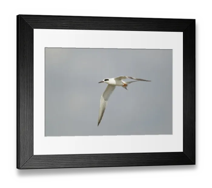 Framed Print : Forsters Tern (Sterna forsteri) adult, non-breeding plumage, in flight, at coast, Texas, U. S. A. april Framed Print : Forsters Tern (Sterna forsteri) adult, non-breeding plumage, in flight, at coast, Texas, U. S. A. april