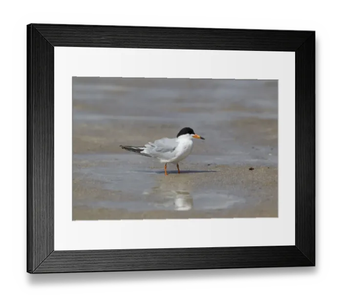 Framed Print : Forsters Tern (Sterna forsteri) adult, breeding plumage, standing on shore at coast, Texas, U. S. A. april