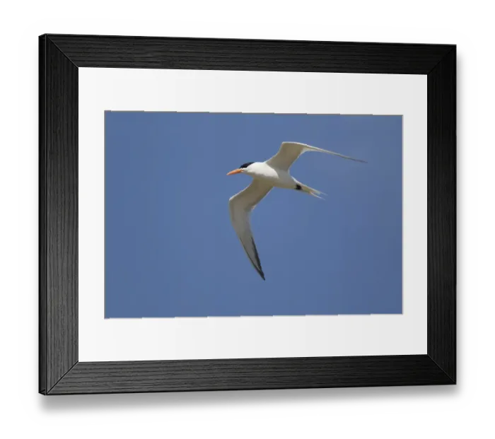 Framed Print : Royal Tern (Sterna maxima) adult, breeding plumage, in flight, at coast, Texas, U. S. A. april Framed Print : Royal Tern (Sterna maxima) adult, breeding plumage, in flight, at coast, Texas, U. S. A. april