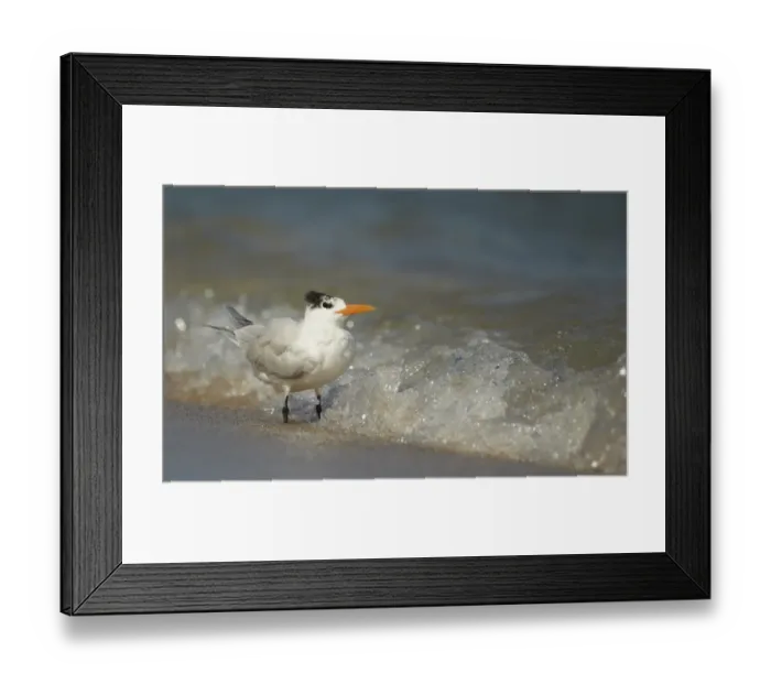 Framed Print : Royal Tern (Sterna maxima) adult, non-breeding plumage, standing in breaking surf on beach, Fort Lauderdale, Florida