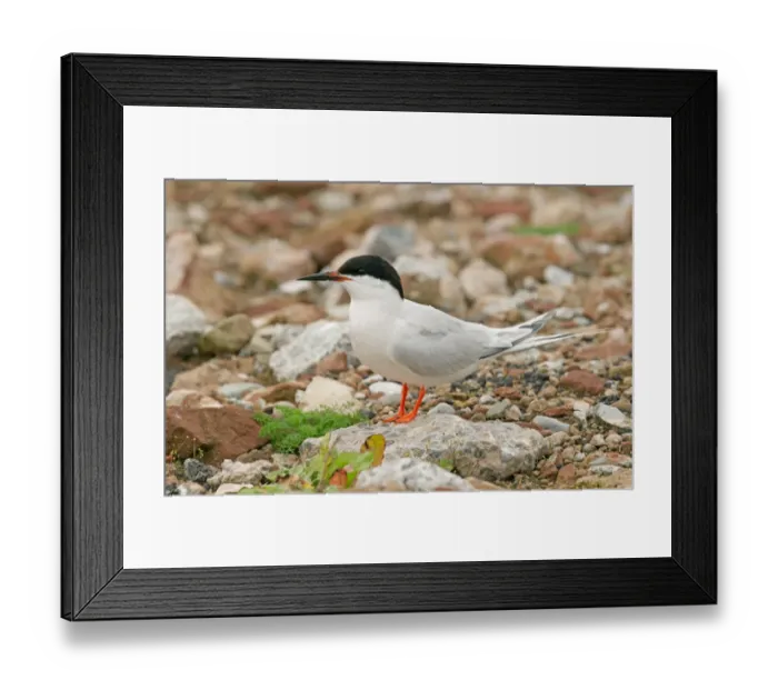 Framed Print : Roseate Tern (Sterna dougallii) adult, breeding plumage, standing on rock, Merseyside, England, july Framed Print : Roseate Tern (Sterna dougallii) adult, breeding plumage, standing on rock, Merseyside, England, july