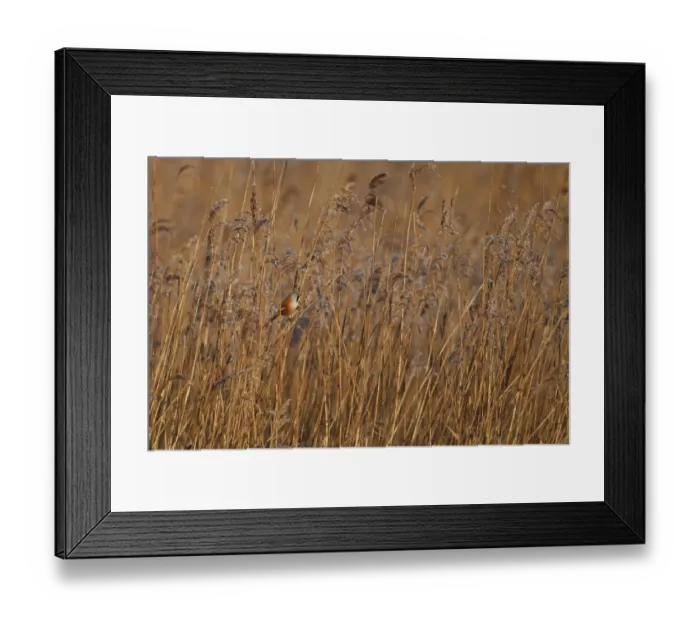 Framed Print : Bearded Tit (Panurus biarmicus) adult male, perched on reed stem in reedbed habitat, Norfolk, England, january Framed Print : Bearded Tit (Panurus biarmicus) adult male, perched on reed stem in reedbed habitat, Norfolk, England, january