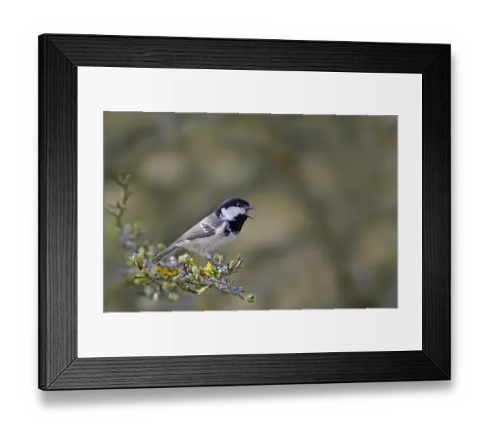 Framed Print : Coal Tit (Periparus ater) adult, singing, perched on hawthorn twig with leafbuds, Leicestershire, England, march Framed Print : Coal Tit (Periparus ater) adult, singing, perched on hawthorn twig with leafbuds, Leicestershire, England, march