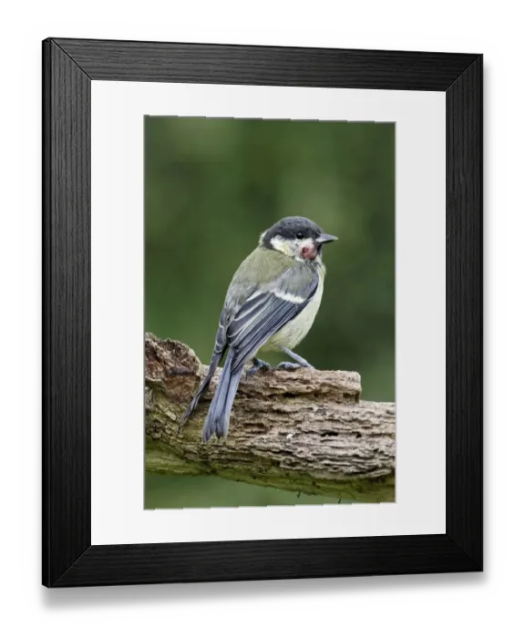 Framed Print : Great Tit (Parus major) immature, with tumor growth on head, perched on branch, Warwickshire, England, July Framed Print : Great Tit (Parus major) immature, with tumor growth on head, perched on branch, Warwickshire, England, July