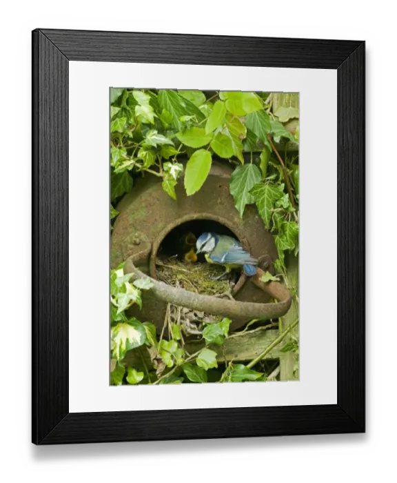 Framed Print : Blue Tit (Parus caeruleus) adult, feeding European Robin (Erithacus rubecula) chicks at nest Framed Print : Blue Tit (Parus caeruleus) adult, feeding European Robin (Erithacus rubecula) chicks at nest