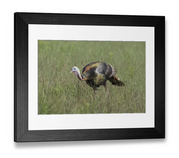 Framed Print : Wild Turkey (Meleagris gallopavo) adult male, foraging in grassland, Aransas National Wildlife Refuge, San Antonio Bay Framed Print : Wild Turkey (Meleagris gallopavo) adult male, foraging in grassland, Aransas National Wildlife Refuge, San Antonio Bay
