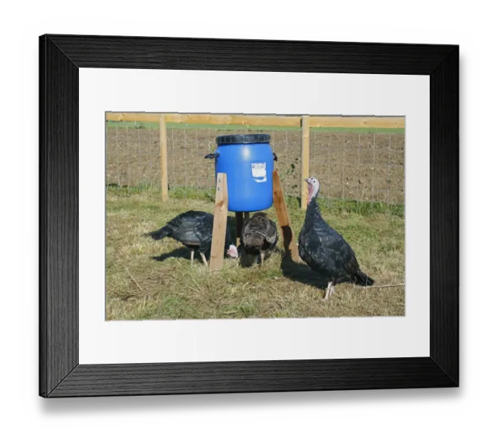 Framed Print : Domestic Turkey, Norfolk Black, three adult females, feeding below feeder in paddock, Suffolk, England, October Framed Print : Domestic Turkey, Norfolk Black, three adult females, feeding below feeder in paddock, Suffolk, England, October