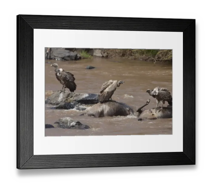 Framed Print : Rueppells Griffon Vulture (Gyps rueppellii) and White-backed Vulture (Gyps africanus) adults Framed Print : Rueppells Griffon Vulture (Gyps rueppellii) and White-backed Vulture (Gyps africanus) adults