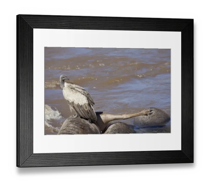 Framed Print : White-backed Vulture (Gyps africanus) adult, feeding on drowned Blue Wildebeest (Connochaetus taurinus) Framed Print : White-backed Vulture (Gyps africanus) adult, feeding on drowned Blue Wildebeest (Connochaetus taurinus)
