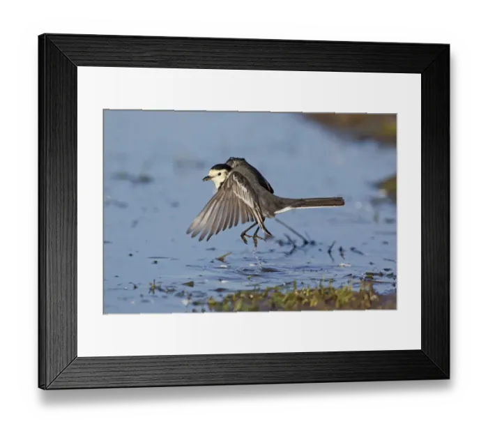 Framed Print : Pied Wagtail (Motacilla alba yarrellii) adult male, winter plumage, with insect prey in beak, taking off from pond Framed Print : Pied Wagtail (Motacilla alba yarrellii) adult male, winter plumage, with insect prey in beak, taking off from pond
