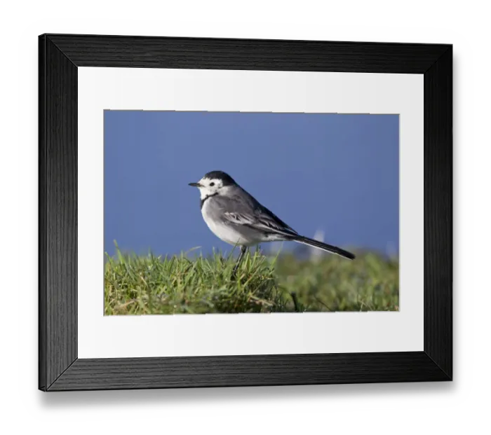 Framed Print : Pied Wagtail (Motacilla alba yarrellii) adult female, standing on grass, Suffolk, England, November