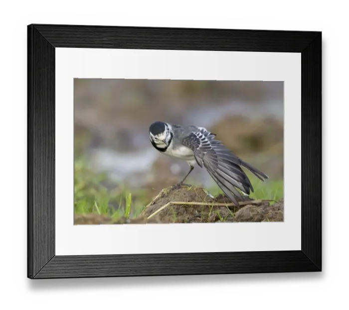 Framed Print : Pied Wagtail (Motacilla alba yarrellii) adult female, stretching wing, standing on mud, Suffolk, England, November Framed Print : Pied Wagtail (Motacilla alba yarrellii) adult female, stretching wing, standing on mud, Suffolk, England, November
