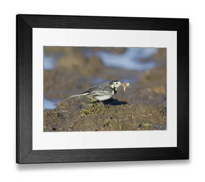 Framed Print : Pied Wagtail (Motacilla alba yarrellii) adult male, winter plumage, with moth prey in beak, standing on mud, Suffolk Framed Print : Pied Wagtail (Motacilla alba yarrellii) adult male, winter plumage, with moth prey in beak, standing on mud, Suffolk