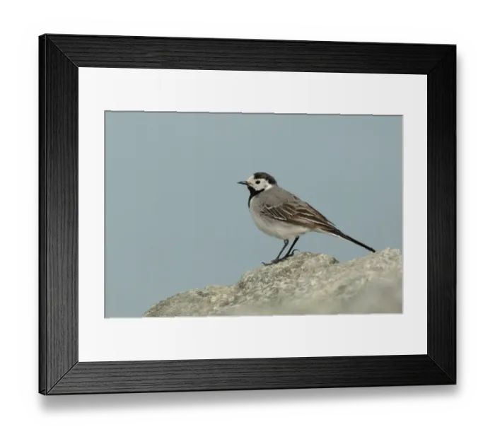 Framed Print : White Wagtail (Motacilla alba alba) adult female, breeding plumage, standing on rock, Iceland, June Framed Print : White Wagtail (Motacilla alba alba) adult female, breeding plumage, standing on rock, Iceland, June